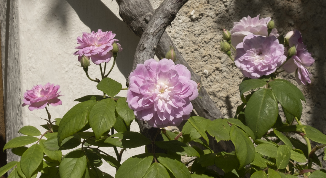 Pour l’année 2026 CreApolis vous adresse les vœux de Jacques Brel